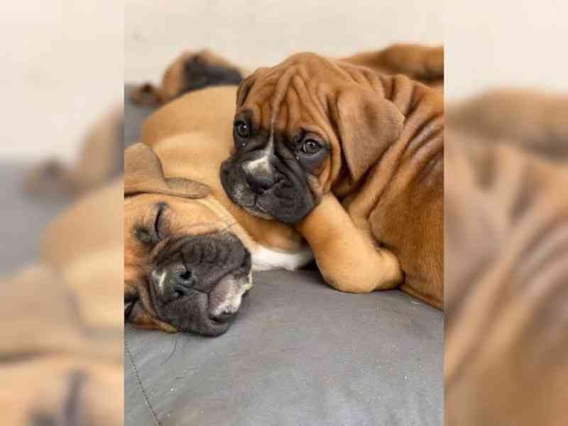 Boxer štěňátka - foto 3