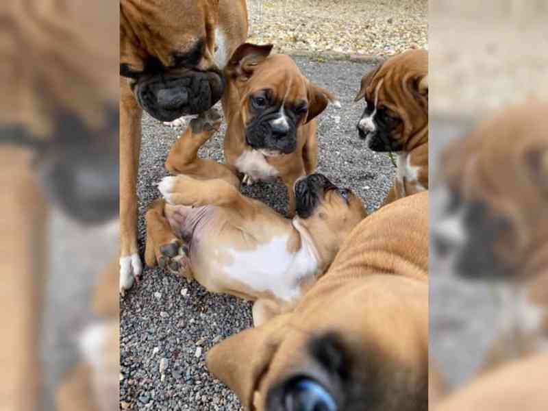 Boxer štěňátka - foto 4