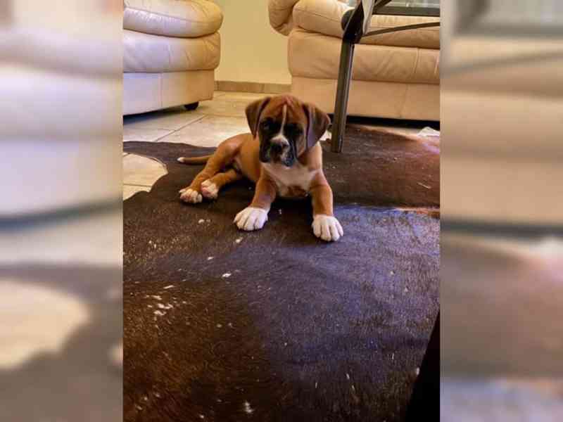 Boxer štěňátka - foto 2