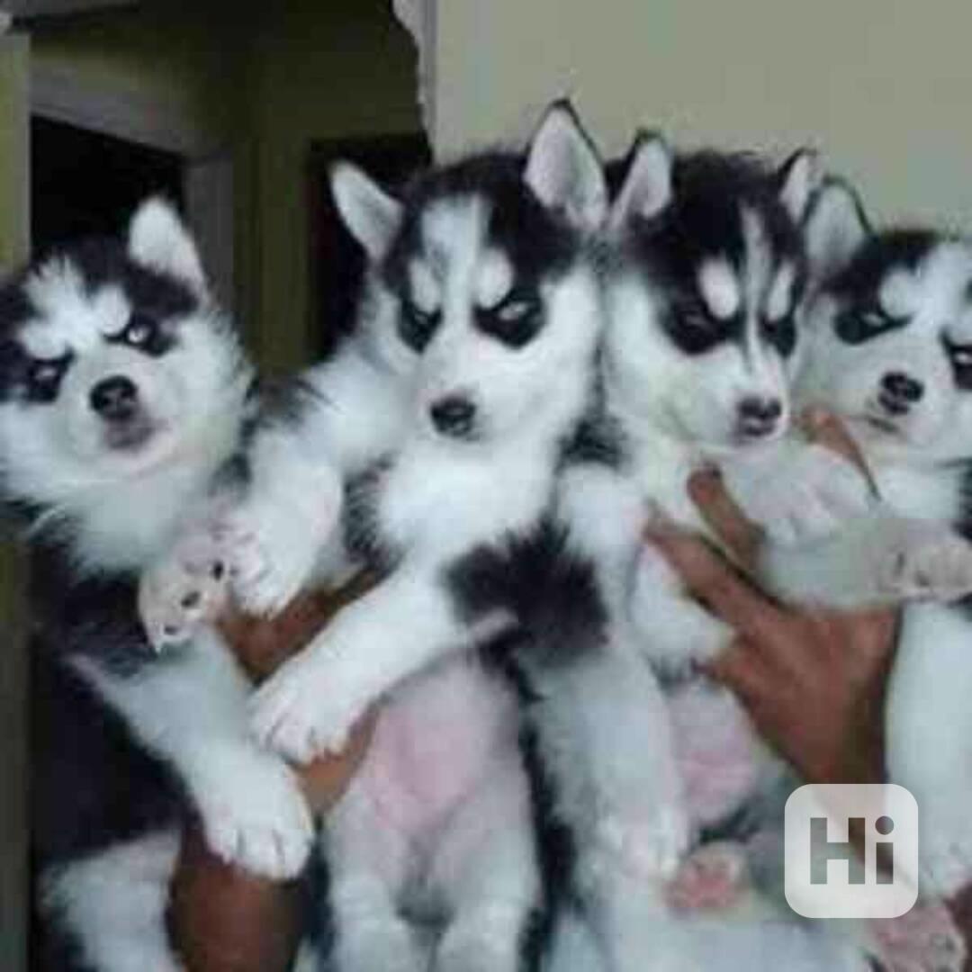 Krásná štěňata sibiřského huskyho k adopci - foto 1