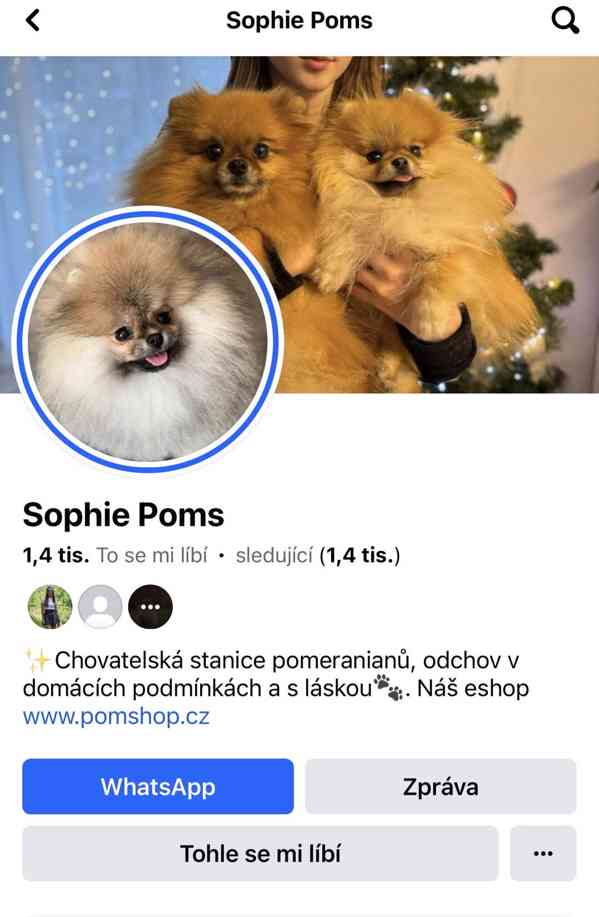 Pomeranian s PP FCI - foto 7