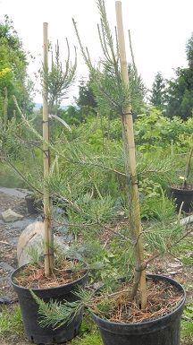 Pinus virginiana - foto 1