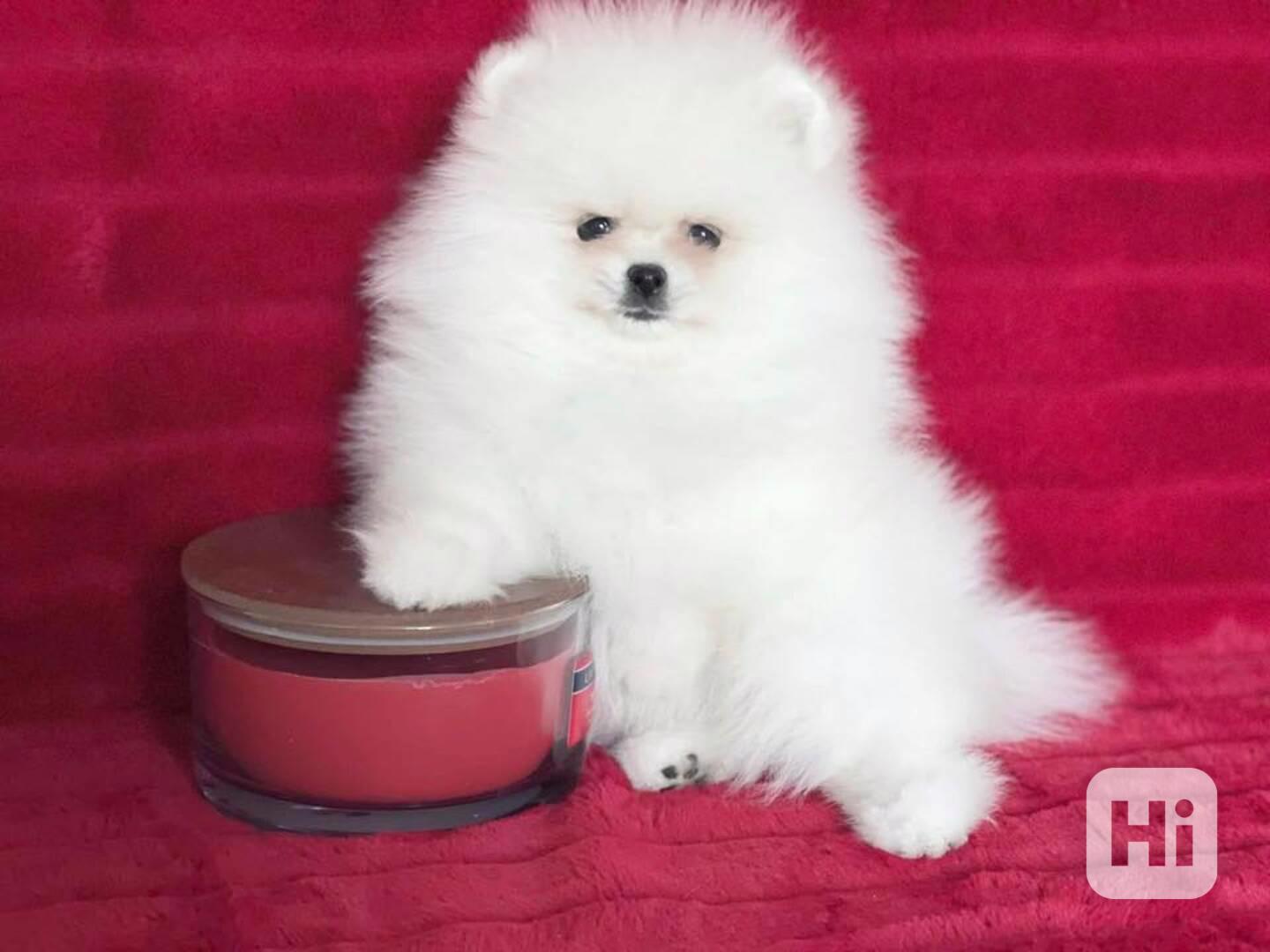 Štěňata pomeraniana k adopci zdarma - foto 1