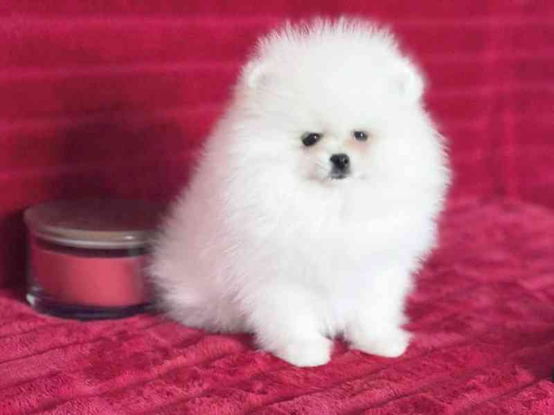 Štěňata pomeraniana k adopci zdarma - foto 3