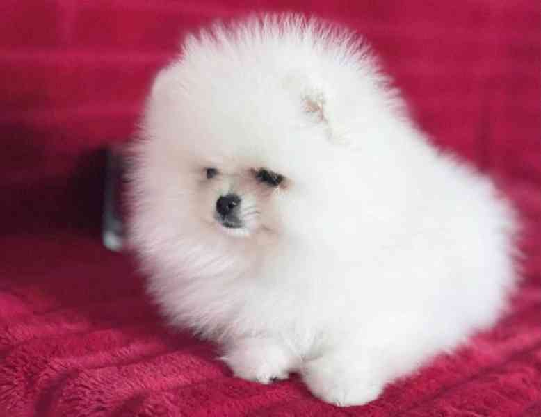 Štěňata pomeraniana k adopci zdarma - foto 2