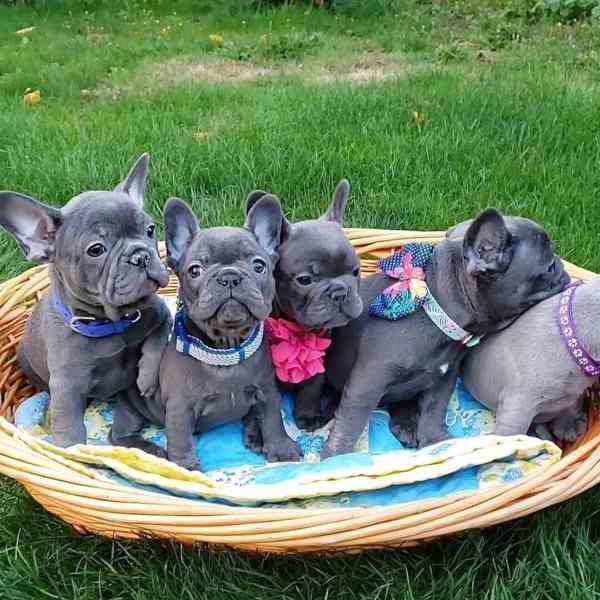 Štěňata francouzského buldočka k adopci - foto 1