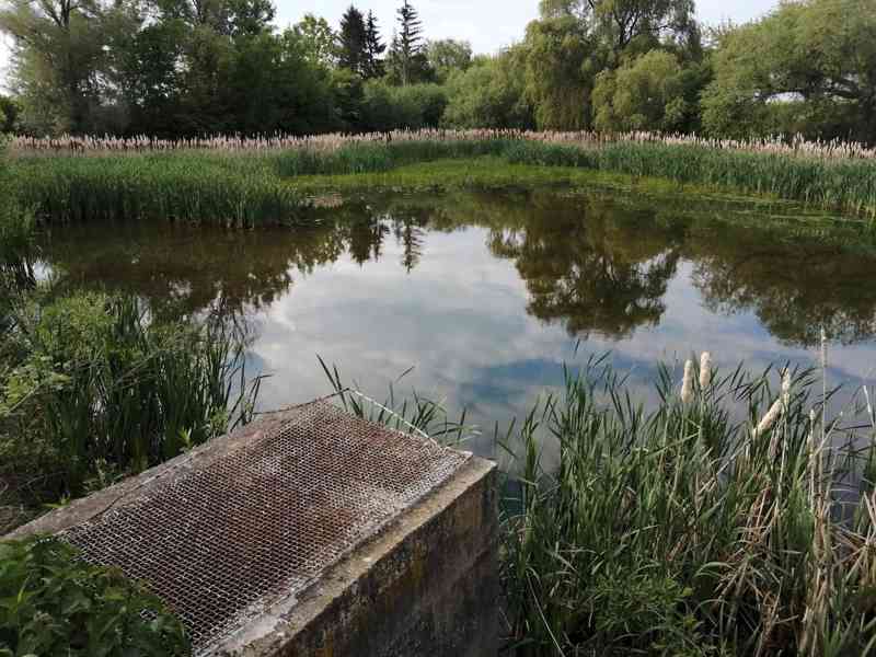 Pronájem RYBNÍK + pozemek u rybníka - foto 2