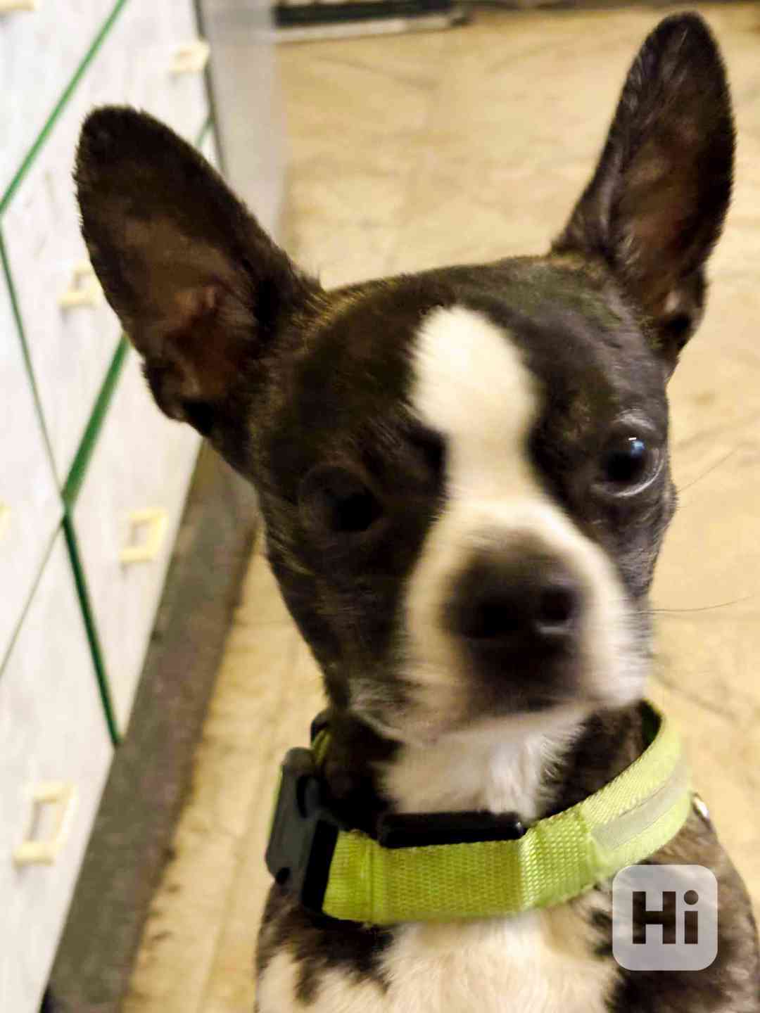 LEO - kastrovaný psík 11 měsíců  - foto 1