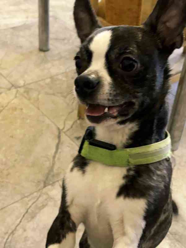 LEO - kastrovaný psík 11 měsíců  - foto 2