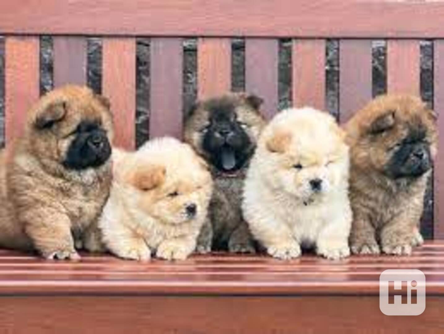 krásný vrh 8 štěňat čistého čau čau - foto 1