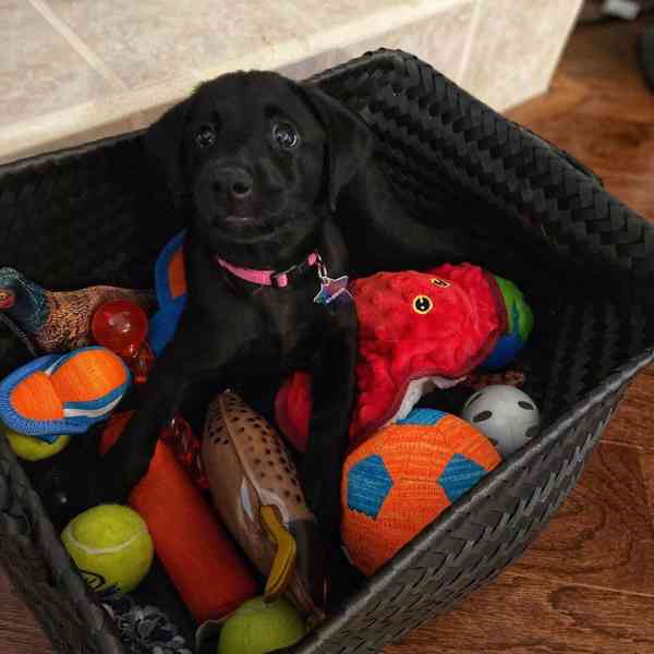 Štěně labradora hledá nový domov - foto 2