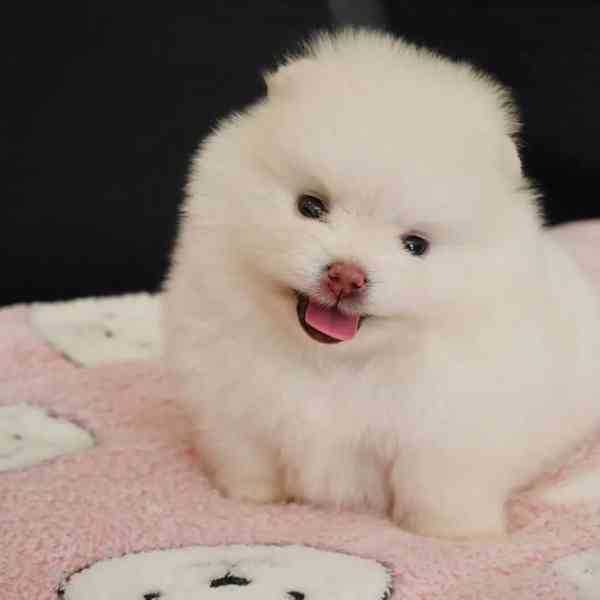 štěňata pomeraniana k adopci - foto 2