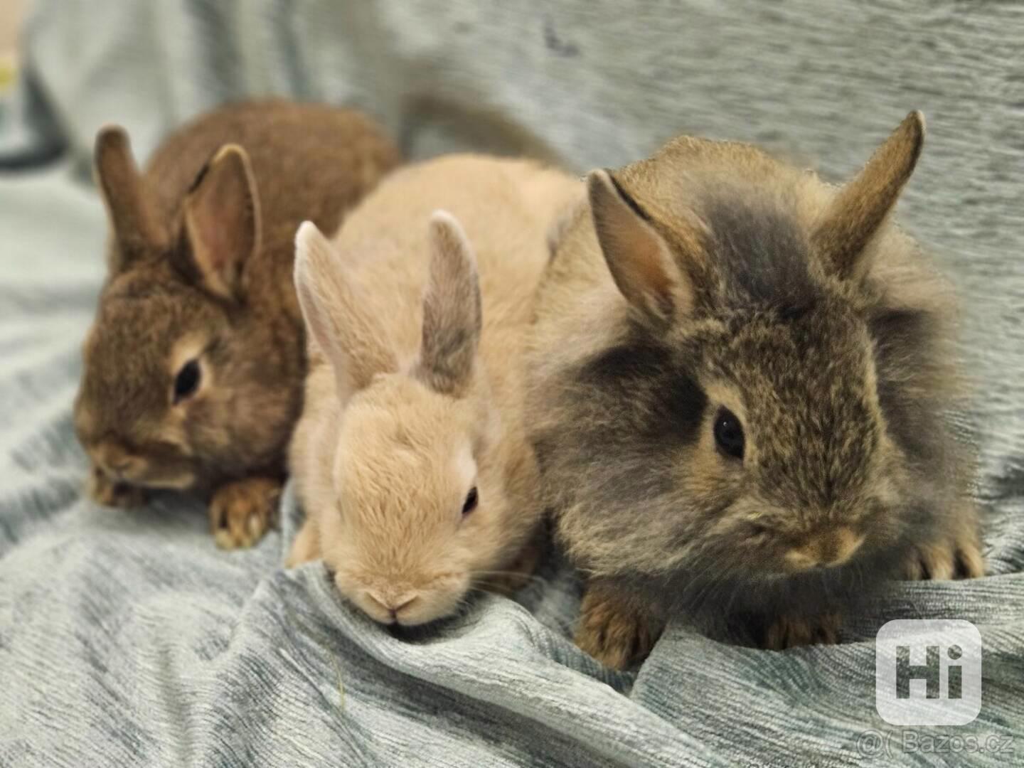 Zakrslý králíček  - foto 1