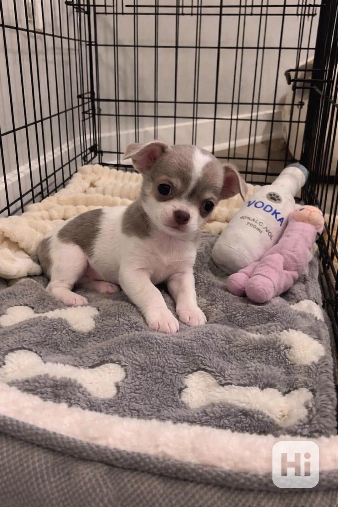 Štěňata čivavy - foto 1