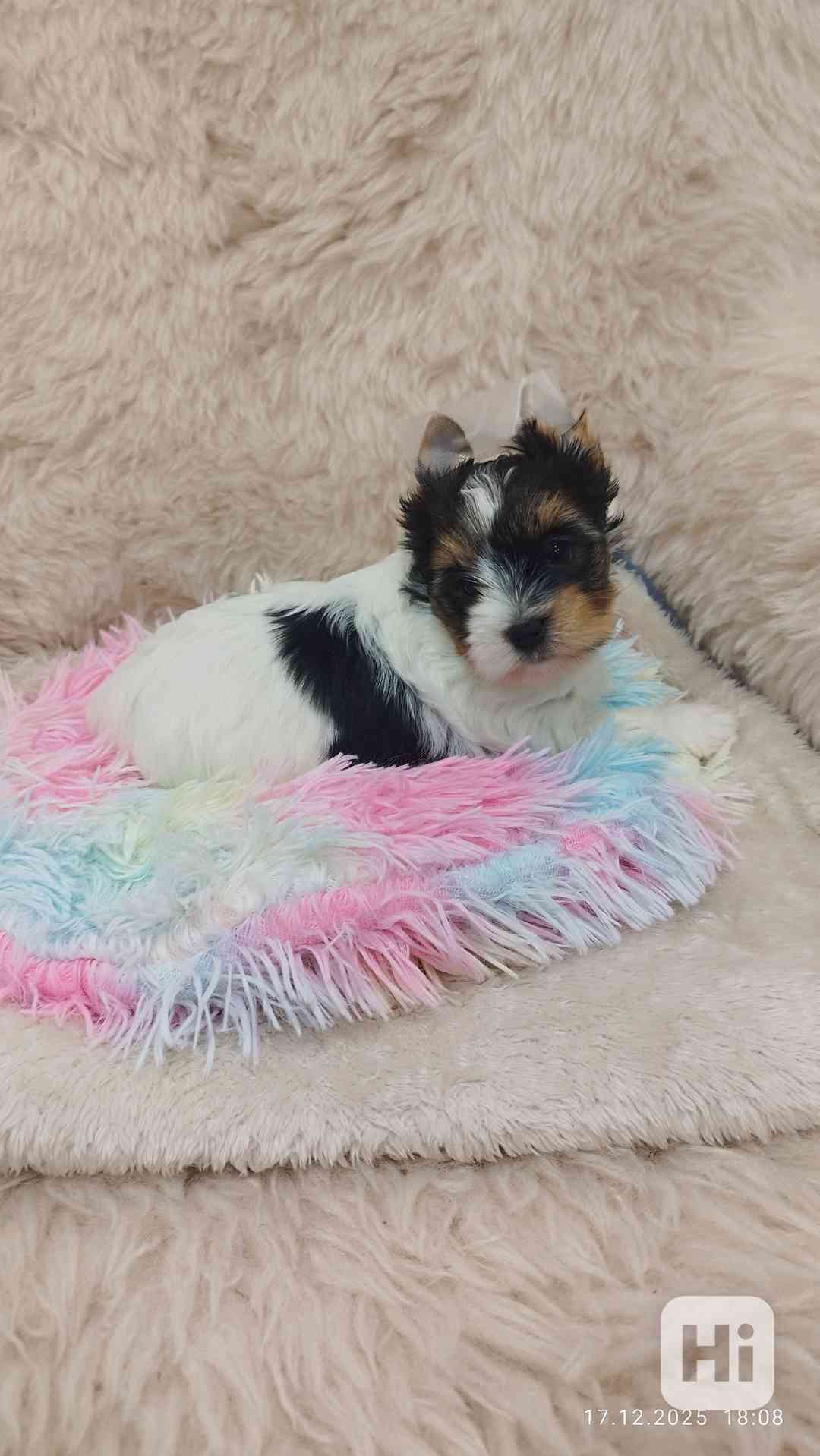 Biewer jorkšírský teriér holčička s PP - foto 1