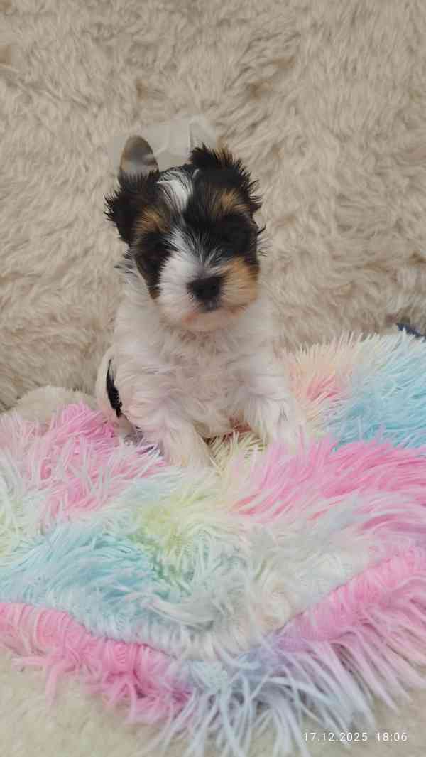 Biewer jorkšírský teriér holčička s PP - foto 4