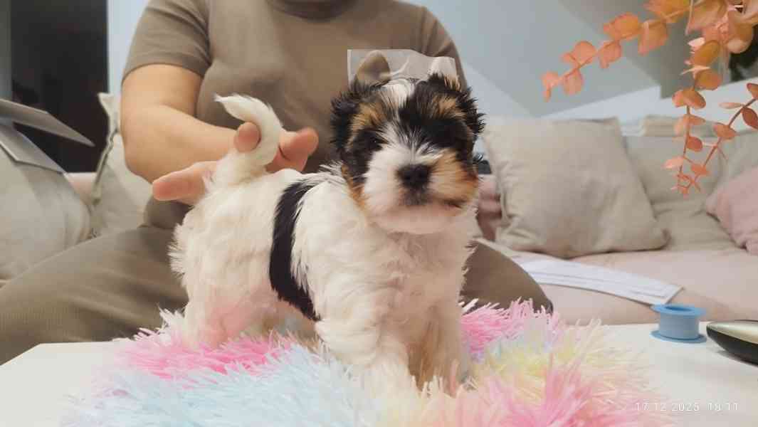 Biewer jorkšírský teriér holčička s PP - foto 2