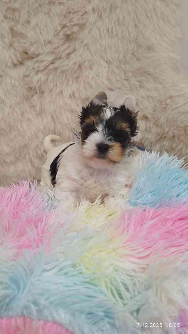 Biewer jorkšírský teriér holčička s PP - foto 5