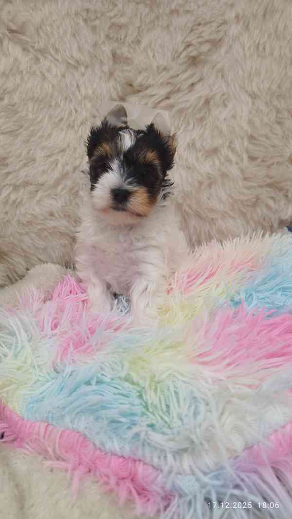 Biewer jorkšírský teriér holčička s PP - foto 3