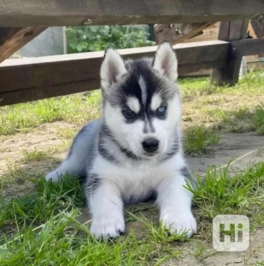 Štěňátka černobílý sibiřský husky - foto 1