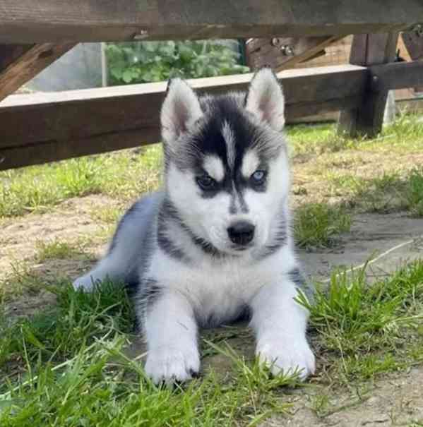 Štěňátka černobílý sibiřský husky - foto 1