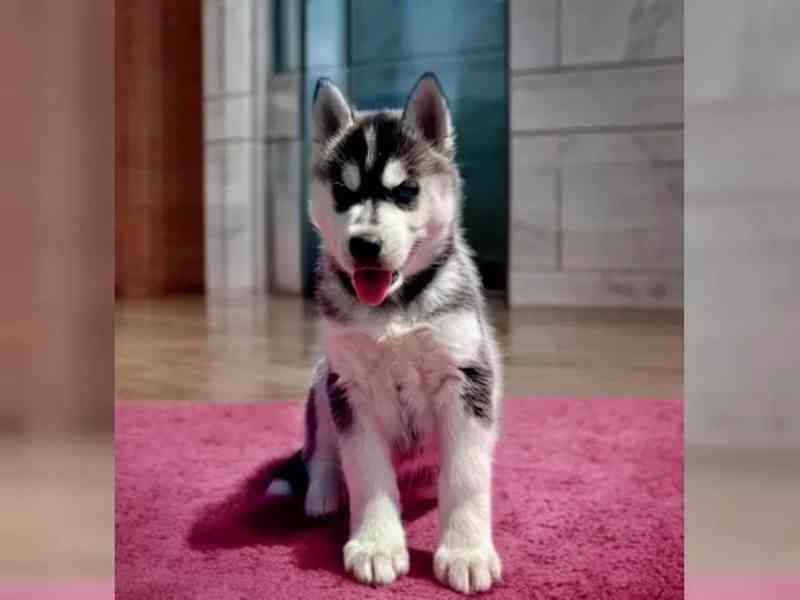 Štěňátka černobílý sibiřský husky - foto 3