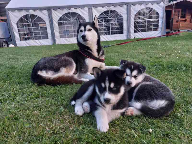 Štěňátka černobílý sibiřský husky - foto 5