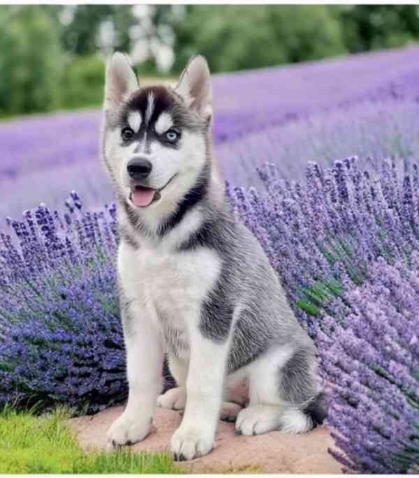 Štěňátka černobílý sibiřský husky - foto 2