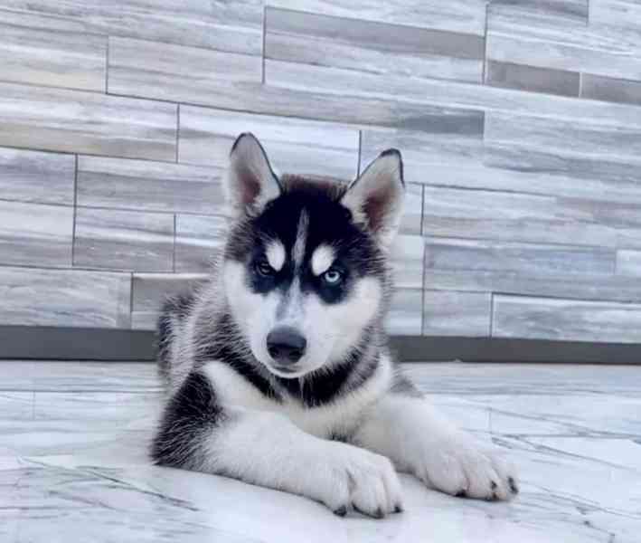 Štěňátka černobílý sibiřský husky - foto 4