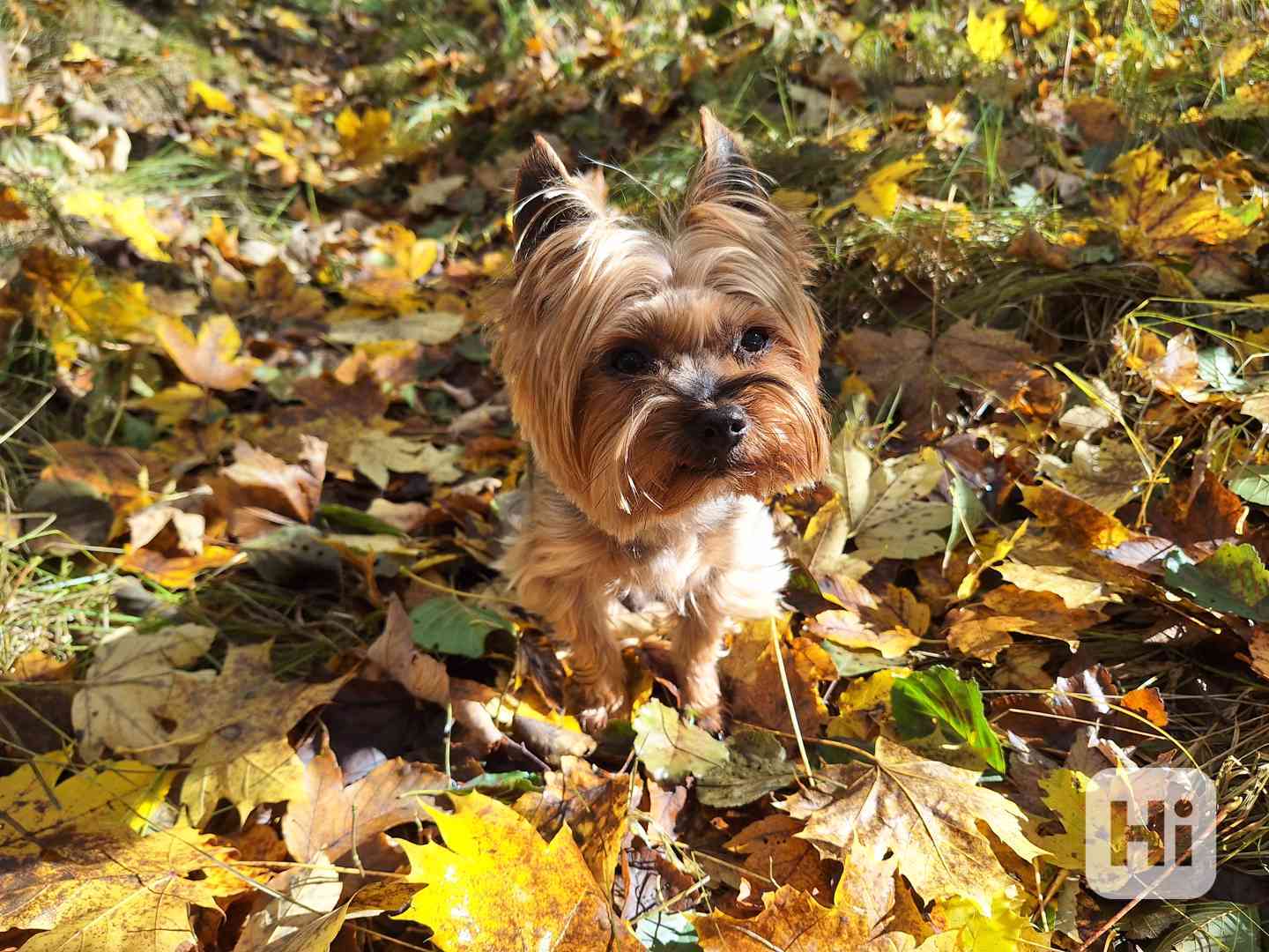 Yorkšírský teriér krytí, připuštění - foto 1