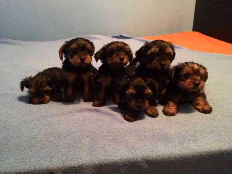 Yorkšírský teriér krytí, připuštění - foto 21