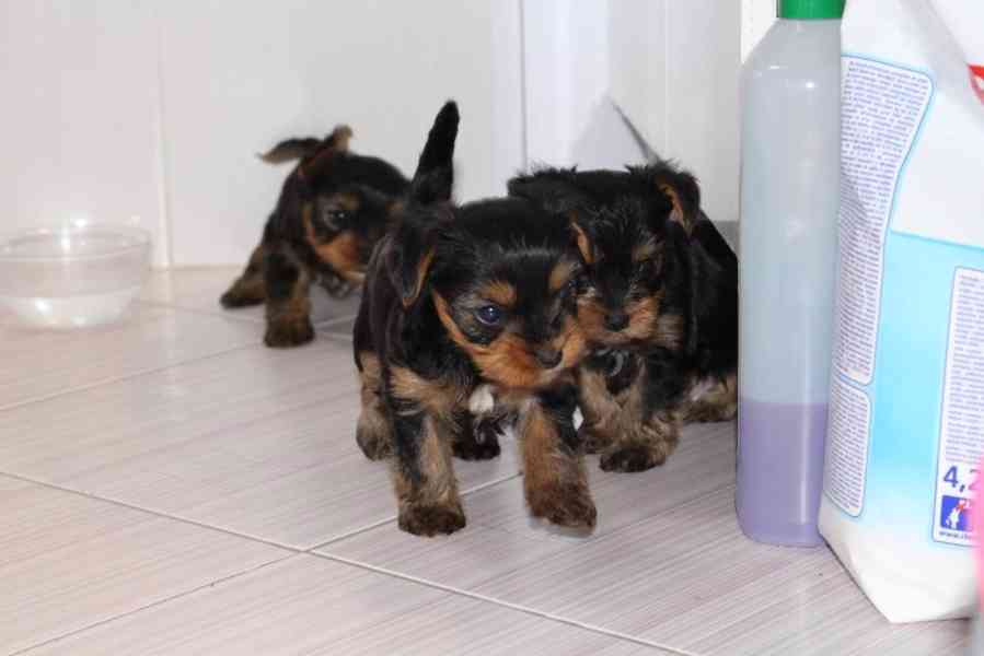 Yorkšírský teriér krytí, připuštění - foto 22