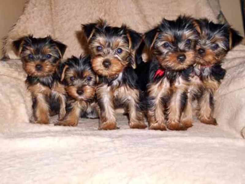 Yorkšírský teriér krytí, připuštění - foto 17