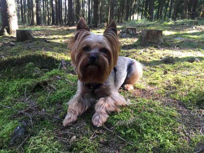 Yorkšírský teriér krytí, připuštění - foto 3