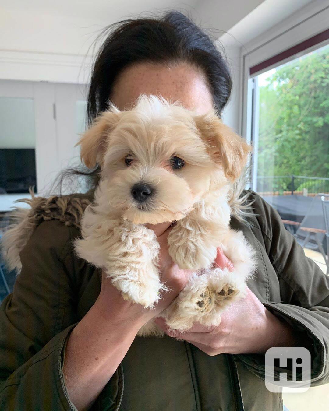 Krásná štěňata maltipoo. - foto 1