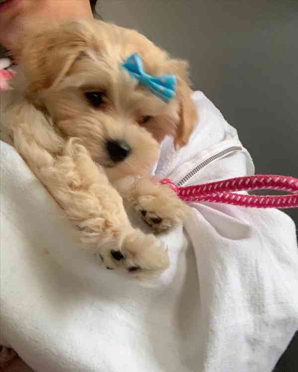 Krásná štěňata maltipoo. - foto 2