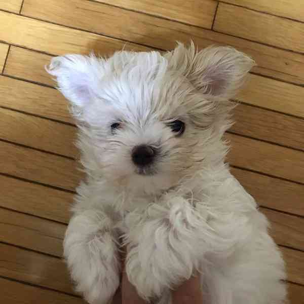 Krásná štěňata maltipoo. - foto 4