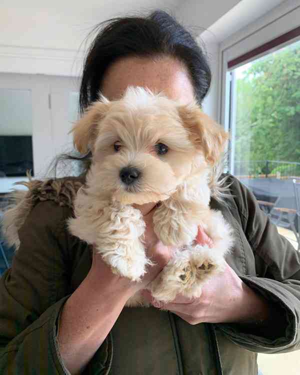 Krásná štěňata maltipoo. - foto 1