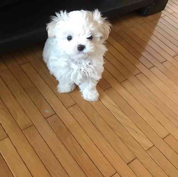 Krásná štěňata maltipoo. - foto 3
