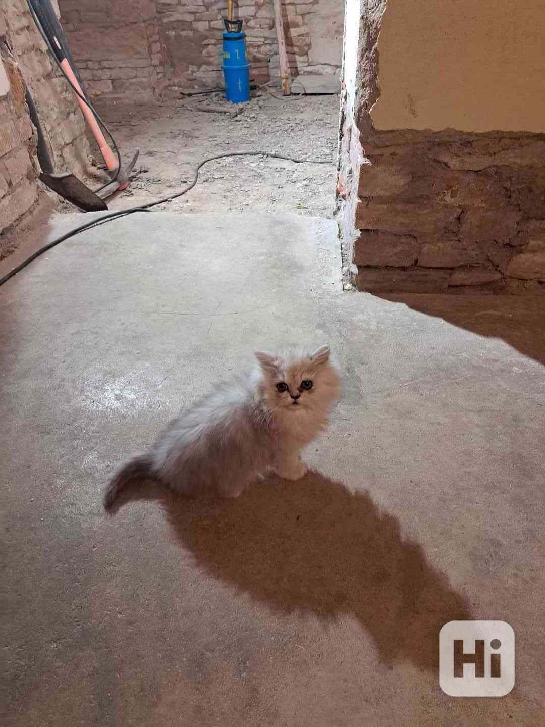 Prodám perské koťátka - foto 1