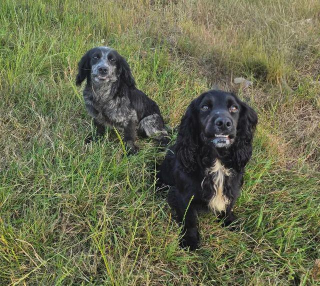 Štěňata pracovního kokršpaněla - foto 7