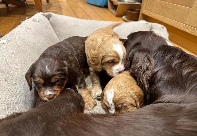 Štěňata pracovního kokršpaněla - foto 1