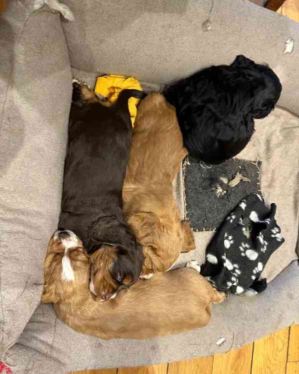 Štěňata pracovního kokršpaněla - foto 6