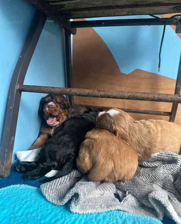 Štěňata pracovního kokršpaněla - foto 4