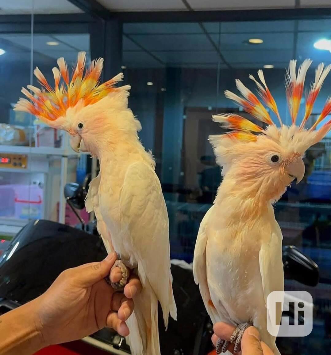 🦜 Krásní kakaduové na prodej - foto 1