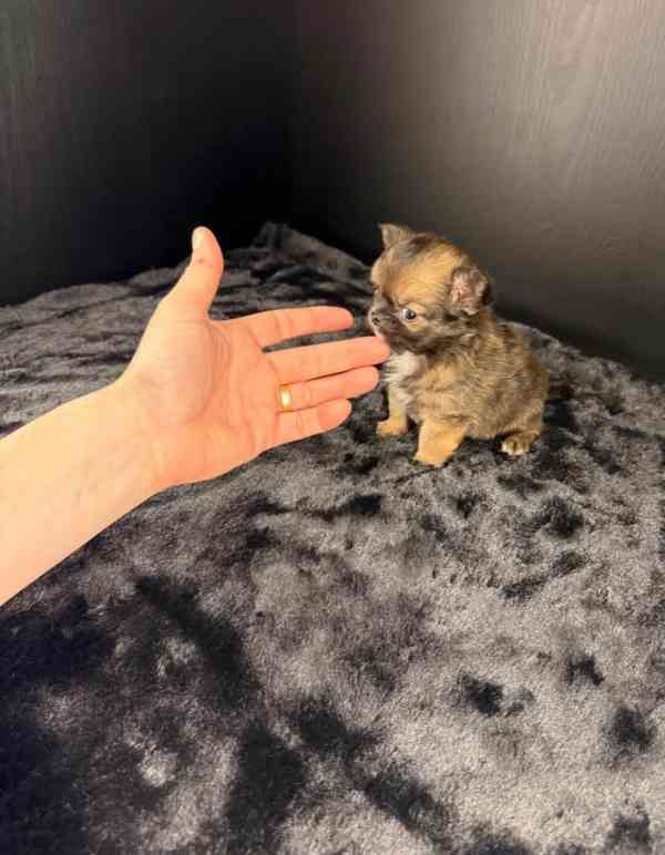 Nádherná štěňata čivavy k adopci zdarma