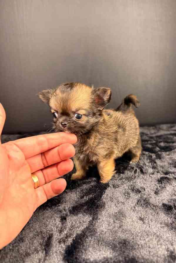 Nádherná štěňata čivavy k adopci zdarma - foto 2