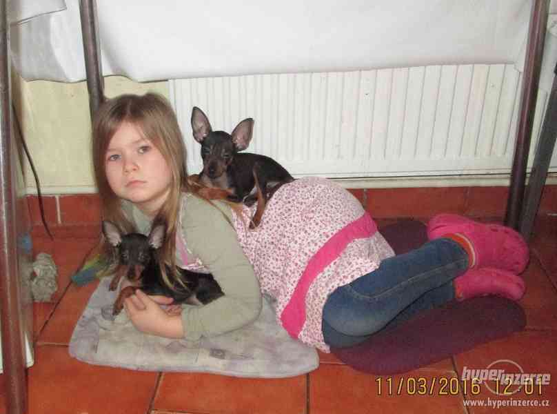 tříměsíční štěně pražského krysaříka s rodokmenem - bazar - Hyperinzerce.cz