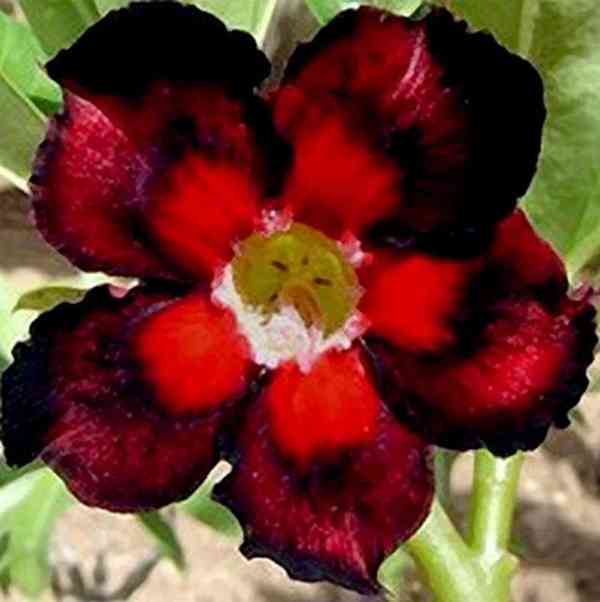 Adenium obesum 'double color' - semena - foto 1