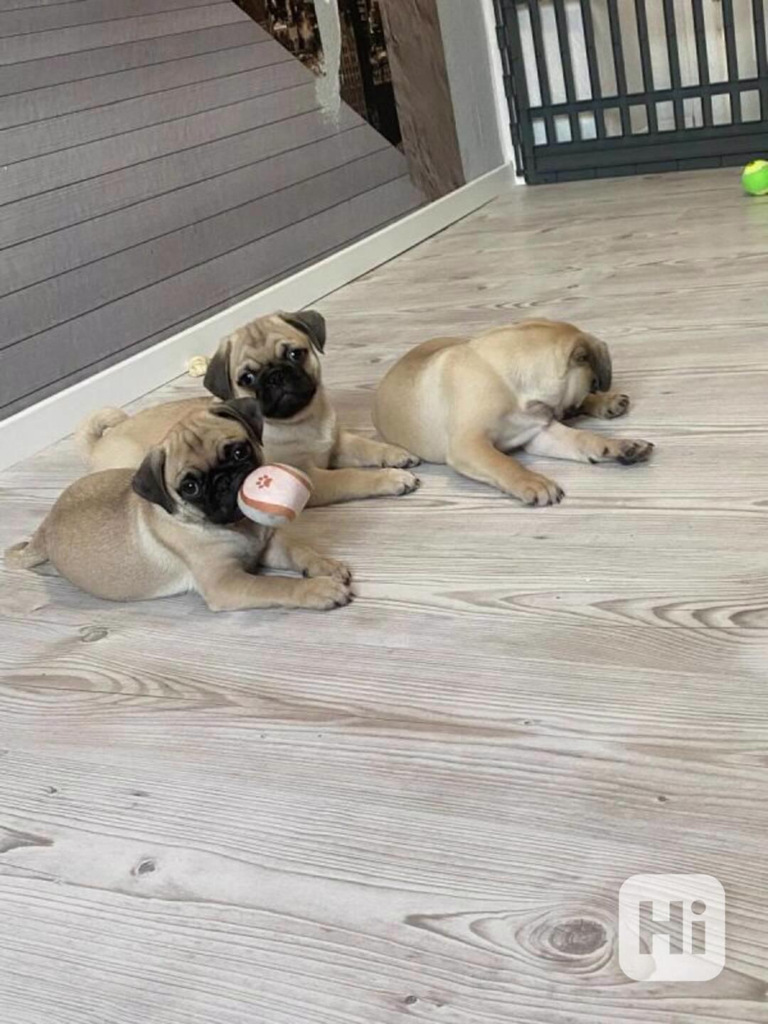 Mopslík, Pug - foto 1